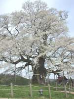 満開の 醍醐桜